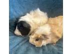 Adopt Trixie & Ginger a Guinea Pig