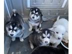 Alusky PUPPY FOR SALE ADN-805548 - Alusky Puppies