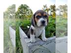 Beagle PUPPY FOR SALE ADN-805566 - Family Raised Champion Pedigree Beagles