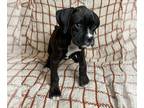 Boxer PUPPY FOR SALE ADN-805579 - AKC BOXER PUPPIES