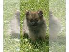 Pomeranian PUPPY FOR SALE ADN-805680 - Penny