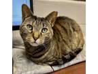 Adopt Tre a Domestic Short Hair