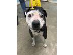 Adopt Armani a American Staffordshire Terrier, Mixed Breed