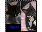Adopt Figaro a Domestic Short Hair