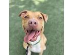 Adopt HAZEL-A2138556 a Pit Bull Terrier