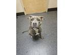 Adopt Sawyer a Pit Bull Terrier, Mixed Breed