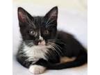 Adopt Will Solace a Domestic Short Hair
