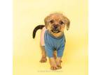 Adopt Jersey Shore a Border Terrier, Mixed Breed