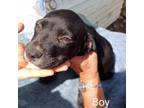 Adopt Hanna pup 3/Horton a Boxer, Mixed Breed