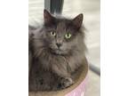 Adopt Spencer a Domestic Long Hair