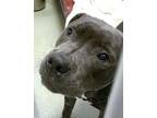 Adopt Spencer a Pit Bull Terrier, Mixed Breed