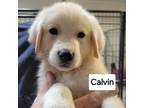 Adopt Calvin a Great Pyrenees