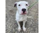 Adopt Oliver a American Staffordshire Terrier, Mixed Breed