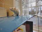 Chong, Rat For Adoption In Portsmouth, Virginia