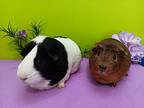 Ginger (fostered In Omaha), Guinea Pig For Adoption In Papillion, Nebraska