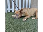 Adopt NOODLE a Pit Bull Terrier, Mixed Breed