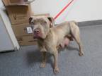 Adopt ELLI a Pit Bull Terrier