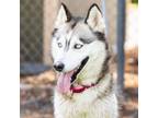 Adopt ESTRELLA a Siberian Husky