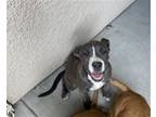 Adopt A132770 a Pit Bull Terrier