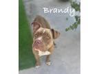 Adopt BRANDY a Pit Bull Terrier, Mixed Breed