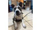 Adopt Izzy a Pit Bull Terrier