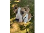 Adopt Janus a Pit Bull Terrier, Mixed Breed