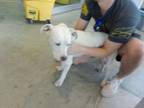 Adopt 56308831 a Pit Bull Terrier, Mixed Breed