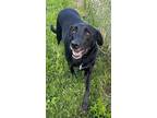 Adopt MADRID a Labrador Retriever, Mixed Breed