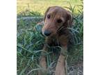Adopt Flora a Wirehaired Dachshund, Mixed Breed