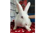 Adopt AC Chelsea Bunny 4 a Bunny Rabbit