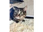 Adopt Jewel a Domestic Medium Hair, Domestic Short Hair