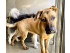 Adopt OTIS a German Shepherd Dog, Mastiff