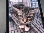 Adopt A566464 a Domestic Short Hair