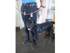 Adopt DOC a Labrador Retriever, Staffordshire Bull Terrier