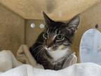 Adopt CRICKET a Domestic Short Hair