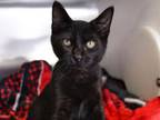 Adopt HOOTIE a Domestic Short Hair