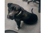 Adopt UNO a Pit Bull Terrier