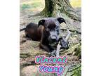 Adopt Vincent Young a Labrador Retriever, Mixed Breed