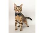 Adopt Banjo a Tabby, Domestic Short Hair