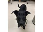 Adopt CASHEW a Labrador Retriever, Pit Bull Terrier