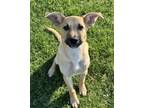 Adopt Benedict a Black Mouth Cur, Shepherd