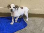 Adopt KAYCEE a Great Pyrenees, Brittany Spaniel