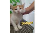 Adopt Dodger (Chatt Kitten 1) a Domestic Short Hair