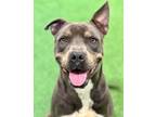 Adopt Diego a Australian Cattle Dog / Blue Heeler, American Staffordshire