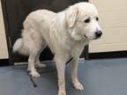 Adopt Auggie a Great Pyrenees