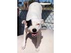 Adopt Spanky a White - with Black Pit Bull Terrier / Mixed Breed (Medium) dog in