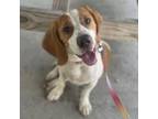 Adopt Bagel a Beagle