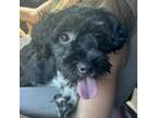 Adopt Clyde a Schnauzer, Poodle