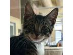 Jimmy Domestic Shorthair Kitten Male