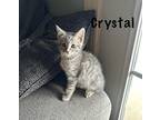 Crystal Domestic Shorthair Kitten Female